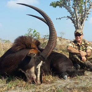 Sable Antelope Hunt Mozambique