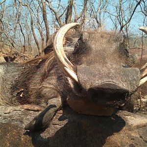 Hunt Warthog in Mozambique