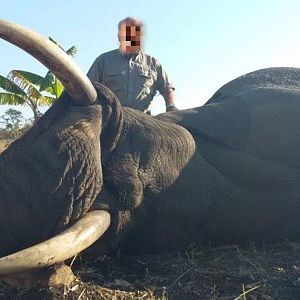 Hunting Elephant in Mozambique