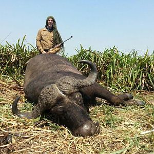 Hunt Cape Buffalo in Mozambique