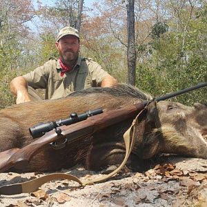 Hunt Bushpig in Mozambique