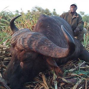 Mozambique Hunting Buffalo