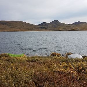 Caribou Hunting Alaska USA