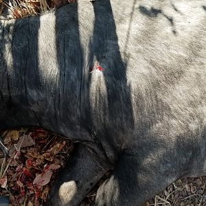 Tanzania Hunting Cape Buffalo