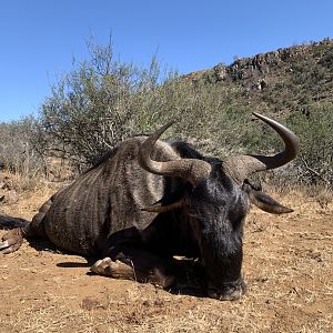 South Africa Hunting Blue Wildebeest