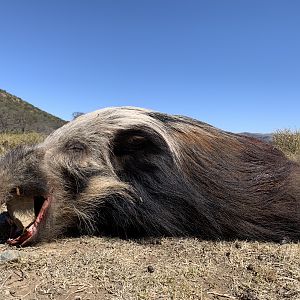 Hunt Bushpig in South Africa