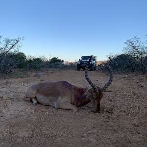 South Africa Hunt Impala