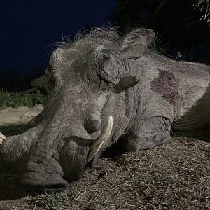 Hunting Warthog in South Africa