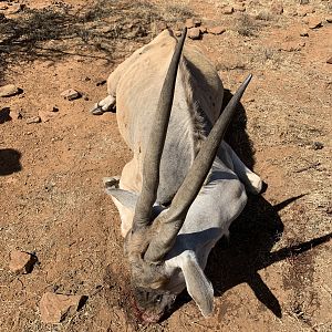 South Africa Hunting Eland