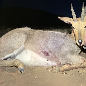 Hunt Mountain Reedbuck in South Africa