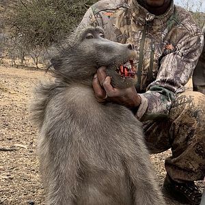 Baboon Hunting South Africa