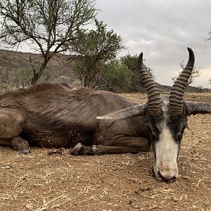 South Africa Hunt Black Springbok