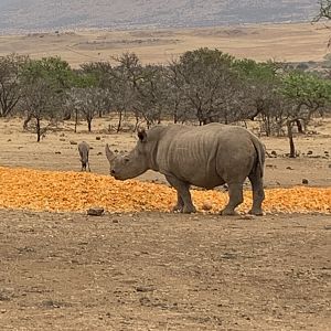 View of Rhino from Blind South Africa