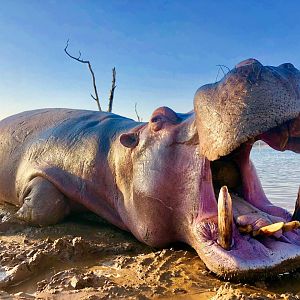 Hunting Hippo in South Africa