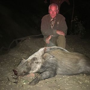 Bushpig Hunting South Africa