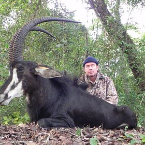 Sable Antelope Hunt Mozambique