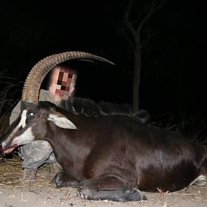 Mozambique Hunt Sable Antelope