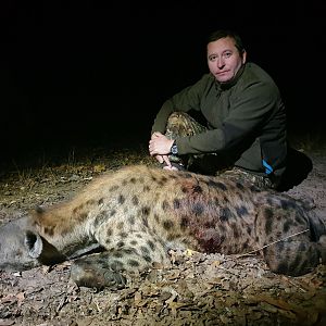 Spotted Hyena Hunting Mozambique