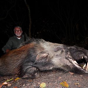 Hunting Bushpig in Mozambique