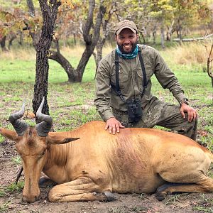 Hartebeest