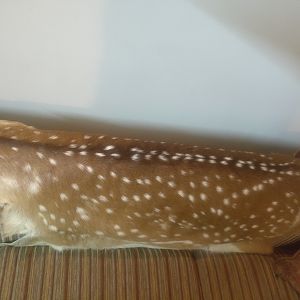 Axis Deer Skin