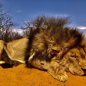 Lion Hunt South Africa