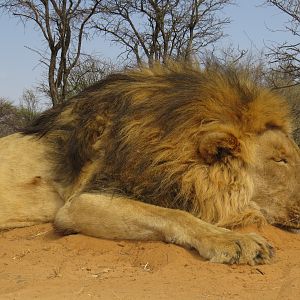 Hunt Lion in South Africa