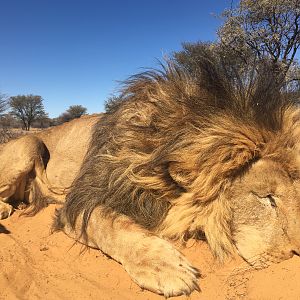 Lion Hunting South Africa