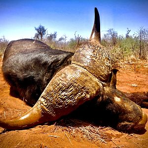 South Africa Hunt Cape Buffalo