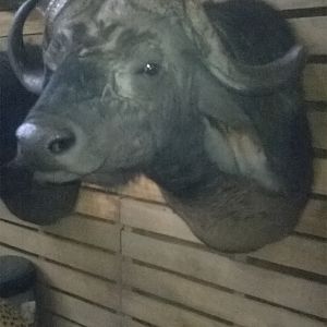 Buffalo Shoulder Mount Taxidermy