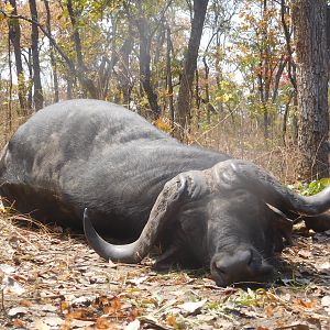 Tanzania Hunt Cape Buffalo