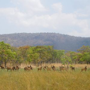 Sable Antelope Herd in Tanzania