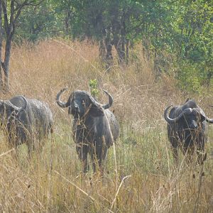 Cape Buffalo in Tanzania