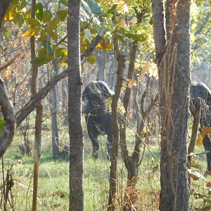 Cape Buffalo in Tanzania