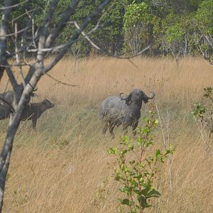 Buffalo in Tanzania