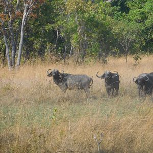 Buffalo in Tanzania