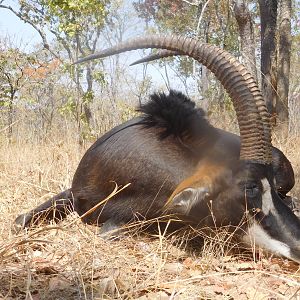 Sable Antelope Hunt Tanzania