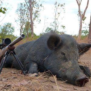 Boar Hunt Australia