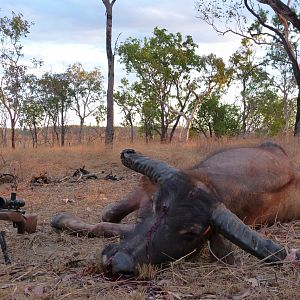 Hunting Asiatic Water Buffalo in Australia