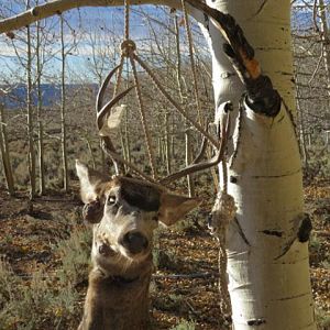 USA Hunt Mule Deer