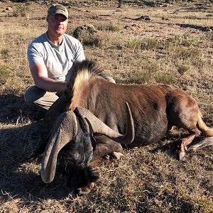 Black Wildebeest Hunt South Africa