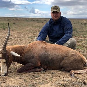 South Africa Hunting Blesbok