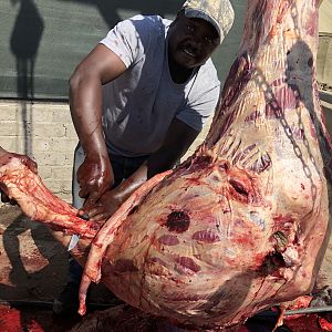 Cape Buffalo Hunt