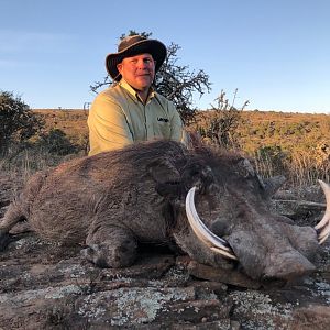 Warthog Hunting South Africa