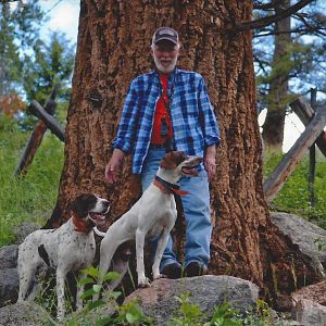 English Pointer Dogs