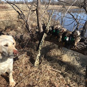 Hunting Ducks in USA