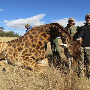 Giraffe Hunt South Africa