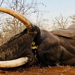 Hunt Elephant in South Africa