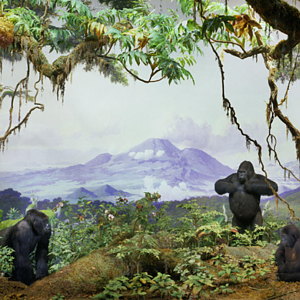 Gorillas Full Mount Taxidermy at American Museum of Natural History in New York City