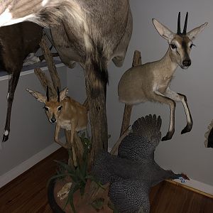 Kudu,  Steenbok & Duiker Pedestal Mount Taxidermy